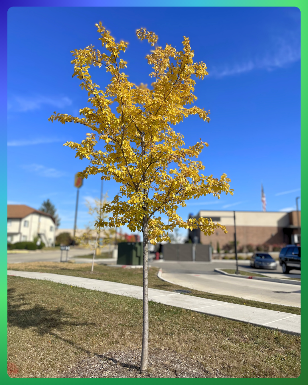 An Accolade Elm in fall with vibrant yellow-gold fall color growing along a parkway near fast-food restaurants